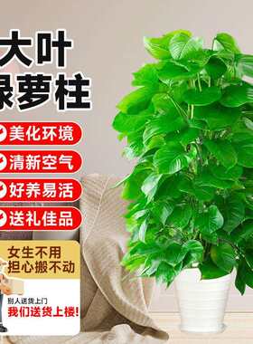 净化空气大型叶好养绿萝大盆的绿萝带盆办公室除甲醛绿植室内盆栽