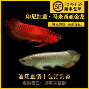 热带观赏鱼金头过背金龙鱼B级过背高背金龙星点龙活体厂家直销