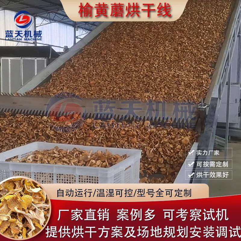 榆黄蘑烘干机大型玉黄蘑鸡油菌黄丝菌蘑东北榆黄蘑菇烘干线设备
