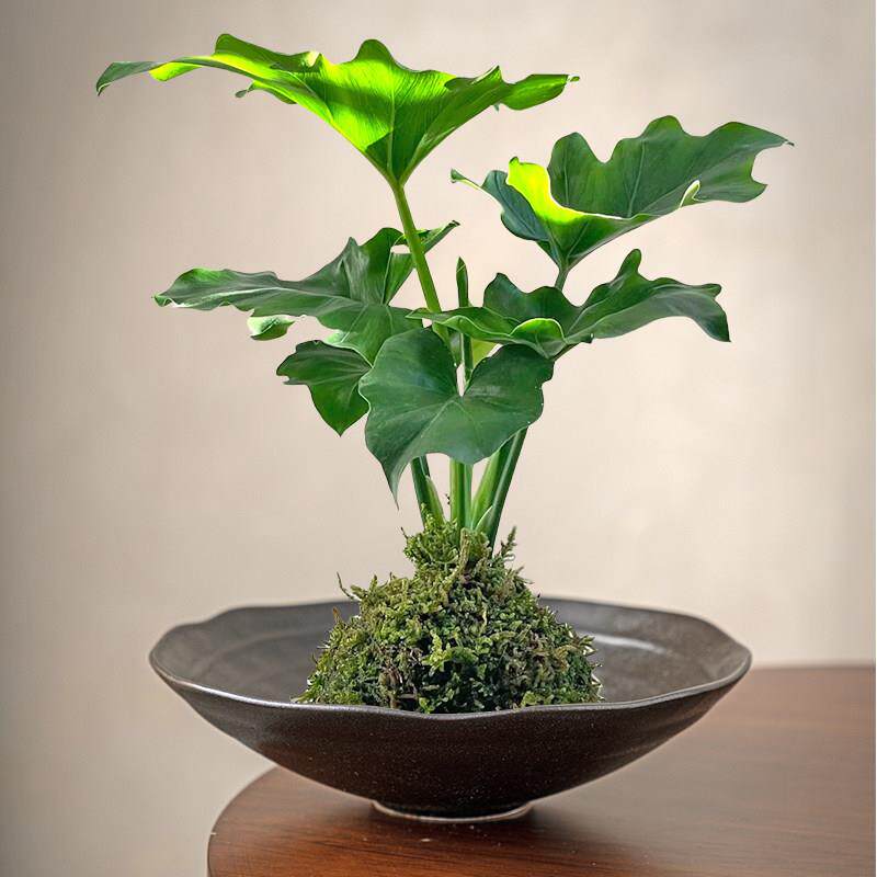 佛手柑托盘创意苔藓球花盆蕨类植物专用盆无孔陶瓷水培器皿