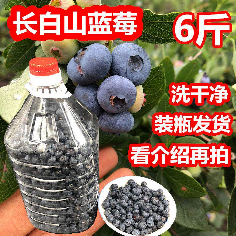 长白山冷冻蓝莓鲜果新鲜冷冻6斤装瓶 可做果酱果汁酵素泡酒酿果酒