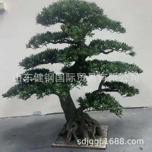 绿植松树 松树摆件 各种绿植摆件 寿宴绿植 绿植 Green plants