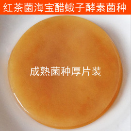 正宗红茶菌母菌海宝胃宝醋蛾子母醋水果酵素菌种 Kombucha Scoby