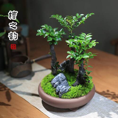 小叶紫檀盆景室内迷你小盆栽办公室绿植四季老桩创意植物客厅花卉