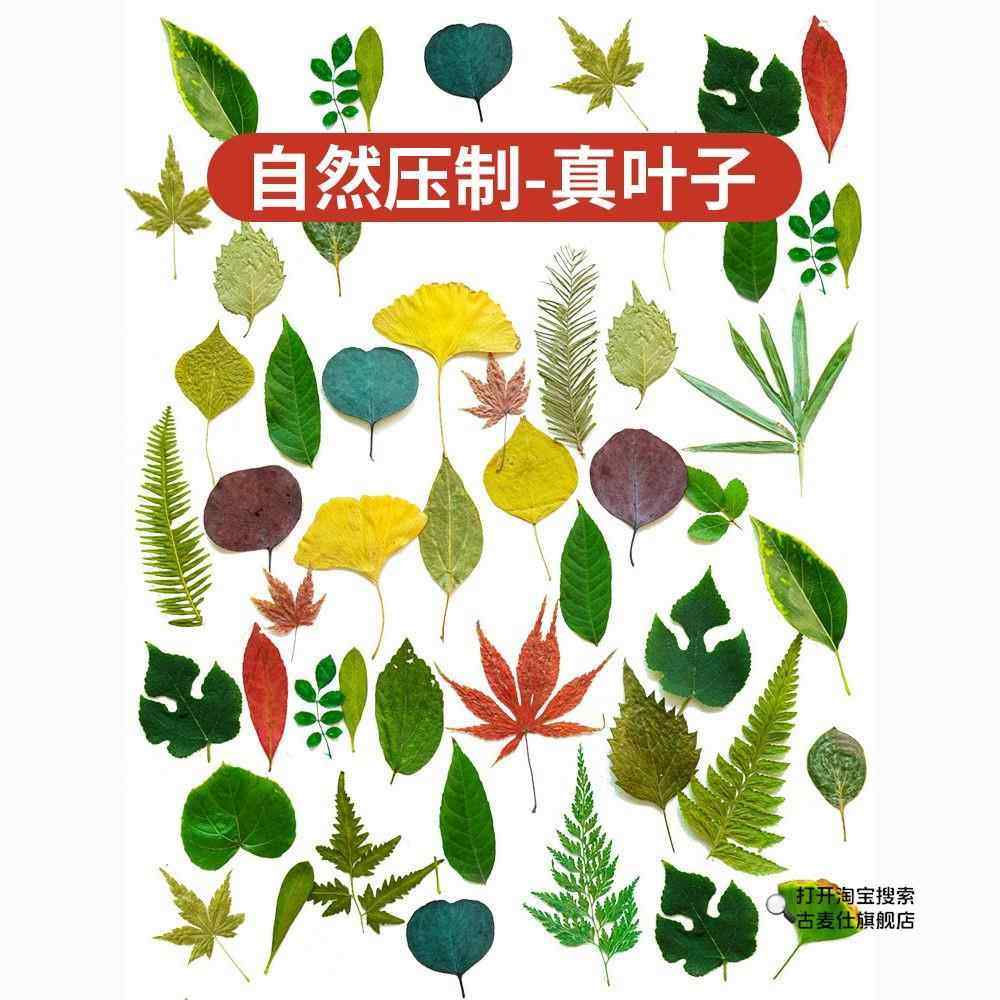 树叶粘贴画天然真树叶植物标本幼儿园手工贴画儿童diy干树叶落叶