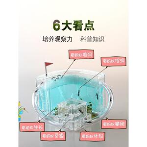 蚂蚁生态箱宠物观察工坊别墅家园城堡学生蚁巢小宠物活体弓背蚁后