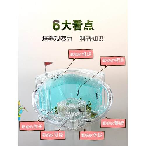 蚂蚁生态箱宠物观察工坊别墅家园城堡学生蚁巢小宠物活体弓背蚁后
