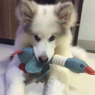 Dog Squeaky Pet Duck Aggressive Chewers for Mallard Toy