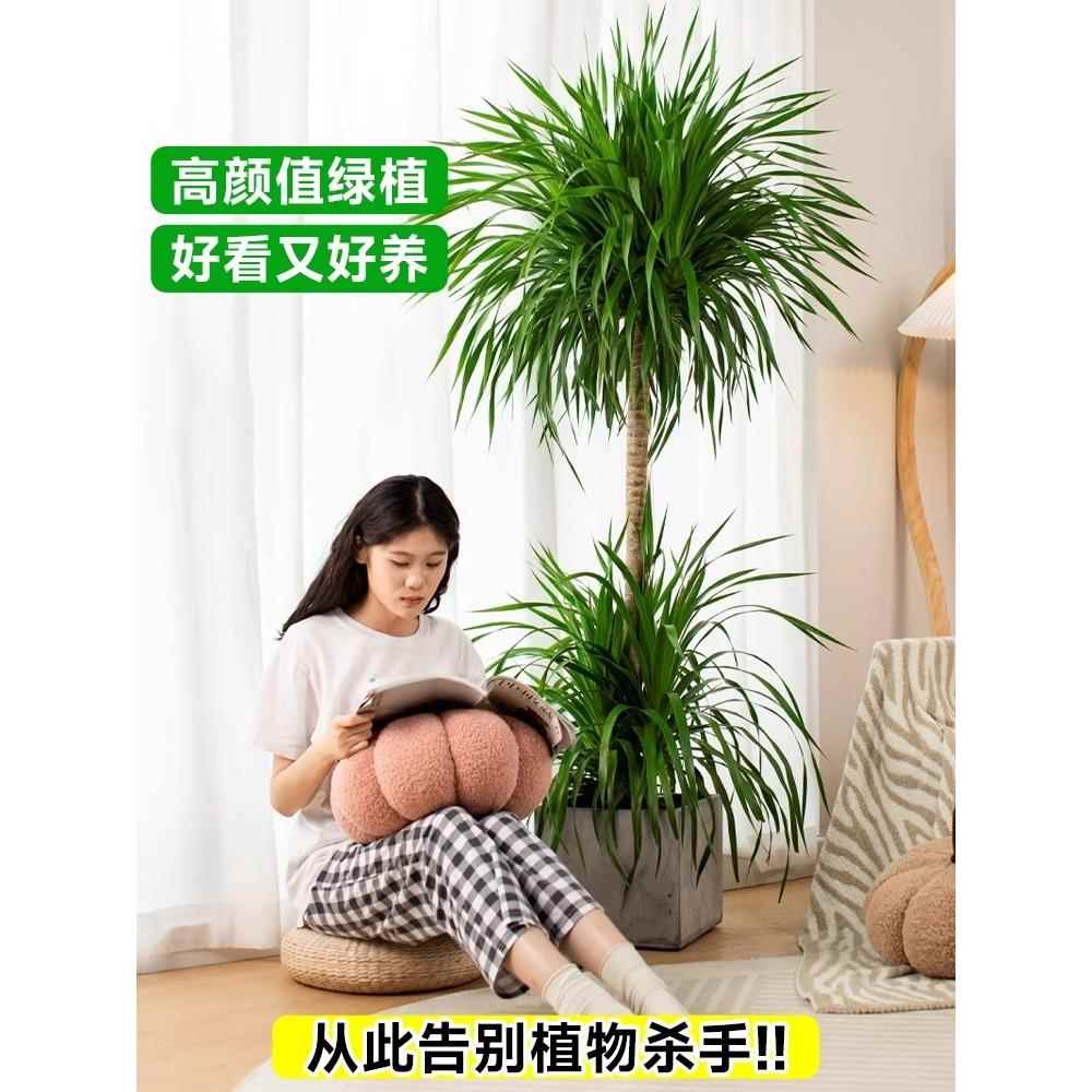 龙血树盆栽绿植内mh742769室大型客厅大盆真龙花景龙铁须树办公室