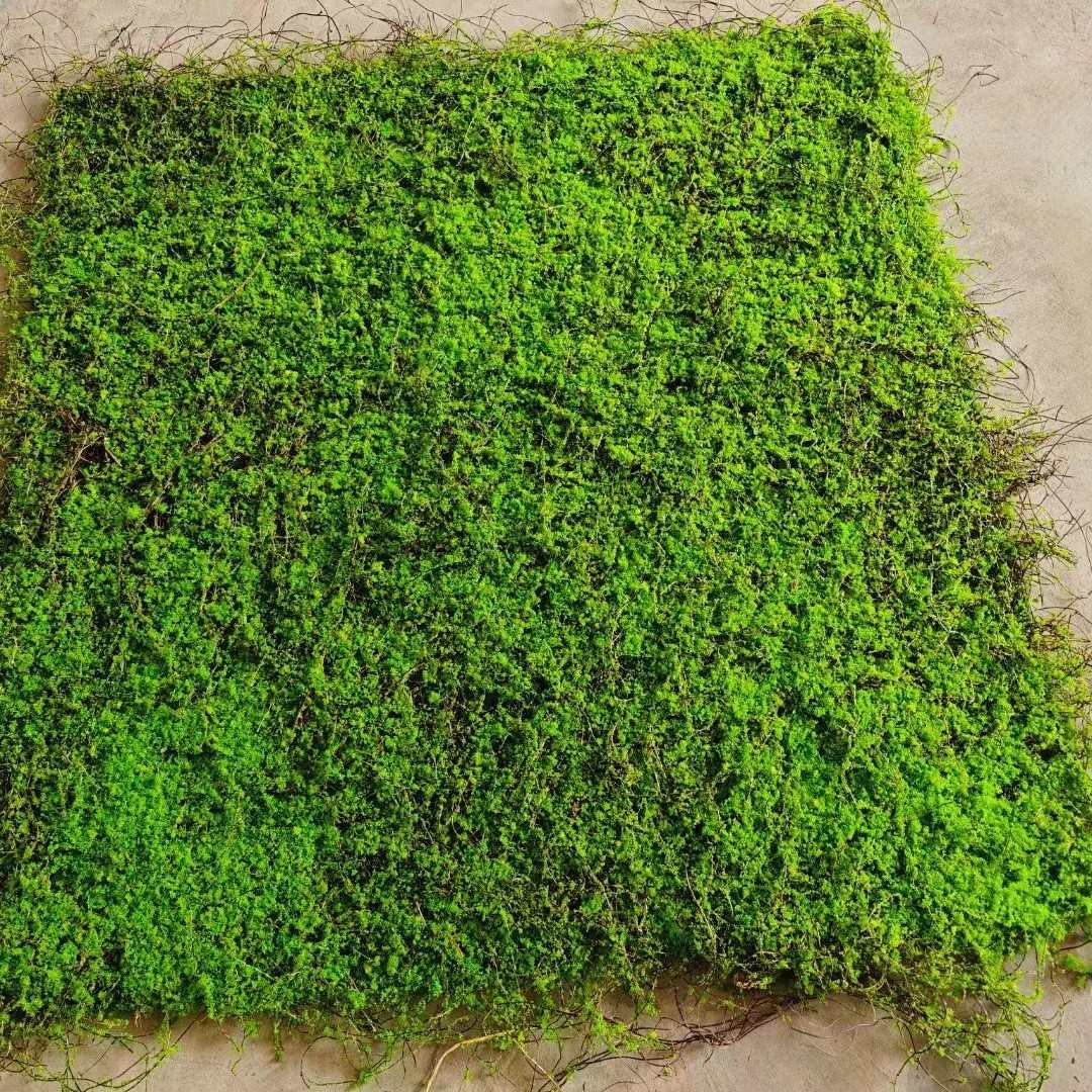 景观青苔绿装饰盆景微软块苔藓造景植物布置材料装植草坪造景仿真