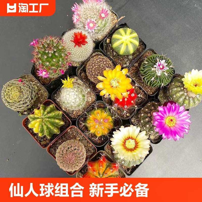 仙人球星兜鸾凤玉牡丹锦开花仙人掌多肉植物新手套餐盆栽绯花玉