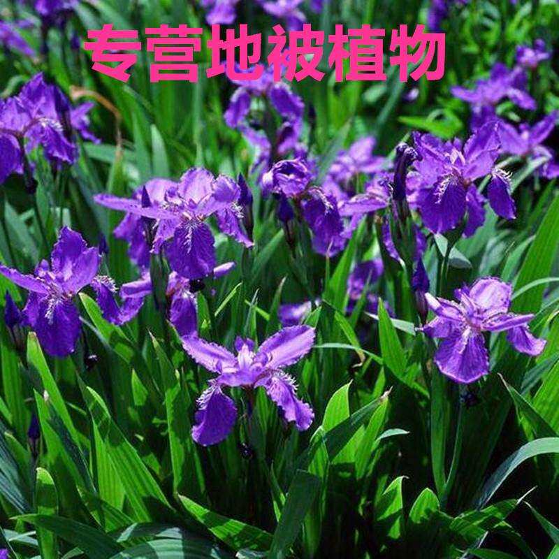 蓝花鸢尾蓝蝴蝶可室内盆栽地栽花庭院花卉植物耐寒常青金娃娃萱草