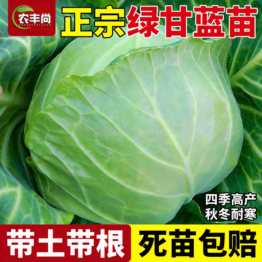 绿甘蓝苗包菜卷心菜秧苗秋冬耐寒带土带根盆栽秋冬季耐寒蔬菜苗秧