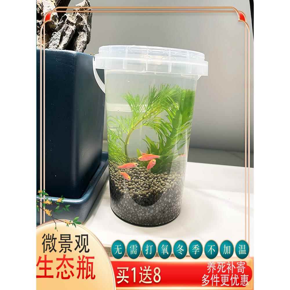 水草生态瓶DIY小鱼手提塑料微景观淡水冷水观赏鱼虾蟹真水草活体