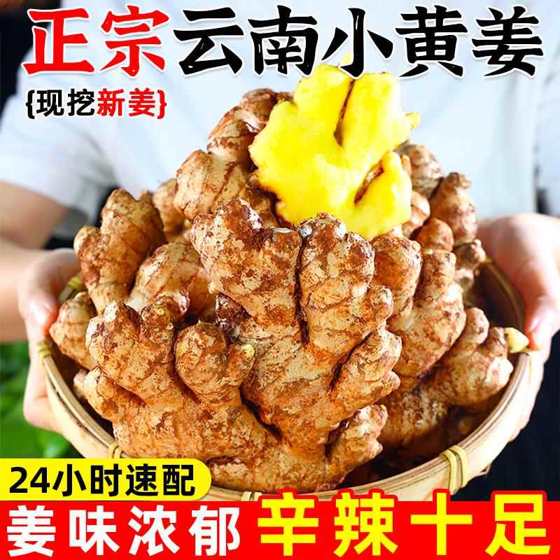 云南新小黄姜老姜生姜新鲜黄姜土姜现挖子姜嫩姜鲜姜嫩姜10斤包邮