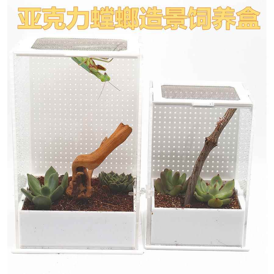螳螂盒亚克力昆虫饲养盒爬虫螳螂别墅养蜘蛛螳螂螽斯等各种鸣虫