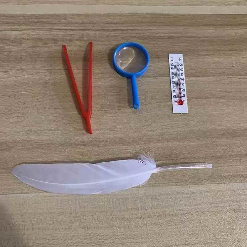 蚕宝宝养蚕套装工具羽毛蛋夹子放大镜结茧网温度计