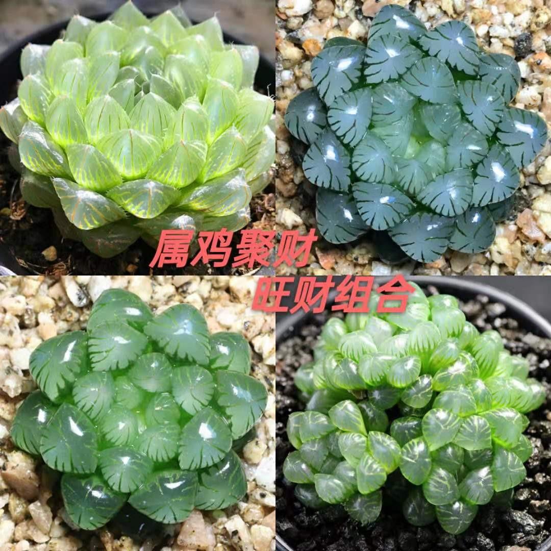 玉露多肉植物组合套餐花卉盆栽精品冰灯玉露室内大颗好养懒人盆景