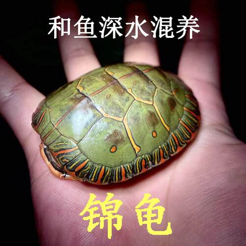 活泼深水东西锦龟苗招财网红鱼缸混养乌龟宠物活体观赏吃菜龟长寿