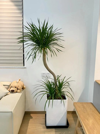 定制1.4~2.5米龙血树盆栽大型绿植，室内办公室绿化植物客厅龙须