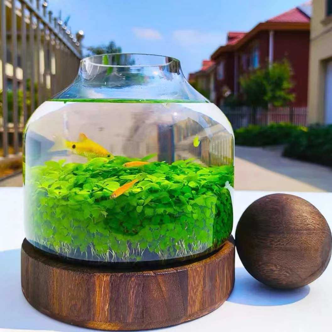 微景观生态瓶玻璃鱼缸创意DIY造景鱼虾水草缸日式木托桌面办公室