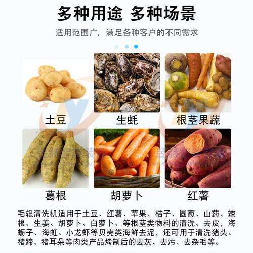 干辣椒清毛辊清洗机土豆去清洗机 皮根茎类果BBS蔬洗去皮厂机家供
