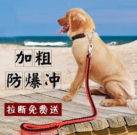 中型大型犬狗狗金毛拉布拉多，遛狗绳子项圈狗，链子p链牵引绳带用品