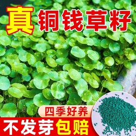 铜钱草草籽水培植物，大叶金钱草种子水养室内花卉四季缸养碗莲睡莲