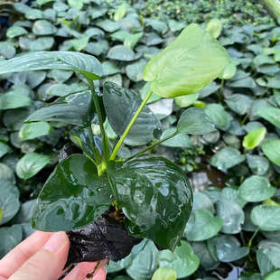大叶榕树脂沉木鱼草缸造景水草场直发懒人水培增氧阴性淡水草植物