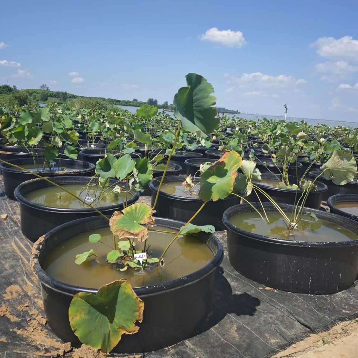 超大塑料盆洗衣盆大号洗澡盆睡莲荷花种植盆无孔水培牛津盆厂家