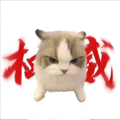 XIXI口 猫meme抱枕diy定制巴巴伯一傻子oiiai猫2025网红爆款玩偶
