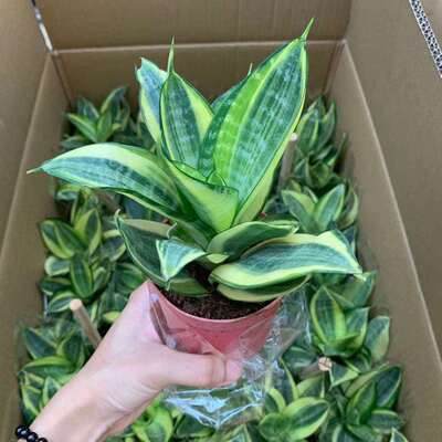 【基地直供】家居植物花卉盆栽 虎皮兰植物盆栽 110#哈尼绿植