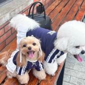 衣服AI 马尔泰比熊小型犬狗狗春季 袋袋猫 运动芭蕾风宠物卫衣洋装