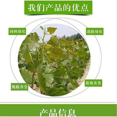 白杨树苗 白杨树 杨树苗 107速生杨树苗 河提植树造林 3804白杨苗