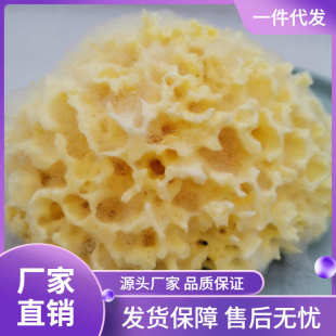 厂家进口天然希腊海绵洗脸扑洁面扑海藻棉蜂窝棉宝宝搓澡浴球天