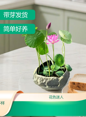 荷花盆栽水养观赏藕种苗花卉根茎迷你微型小荷花碗莲种藕