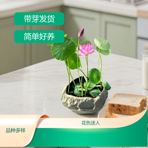 荷花盆栽水养观赏藕种苗花卉根茎迷你微型小荷花碗莲种藕