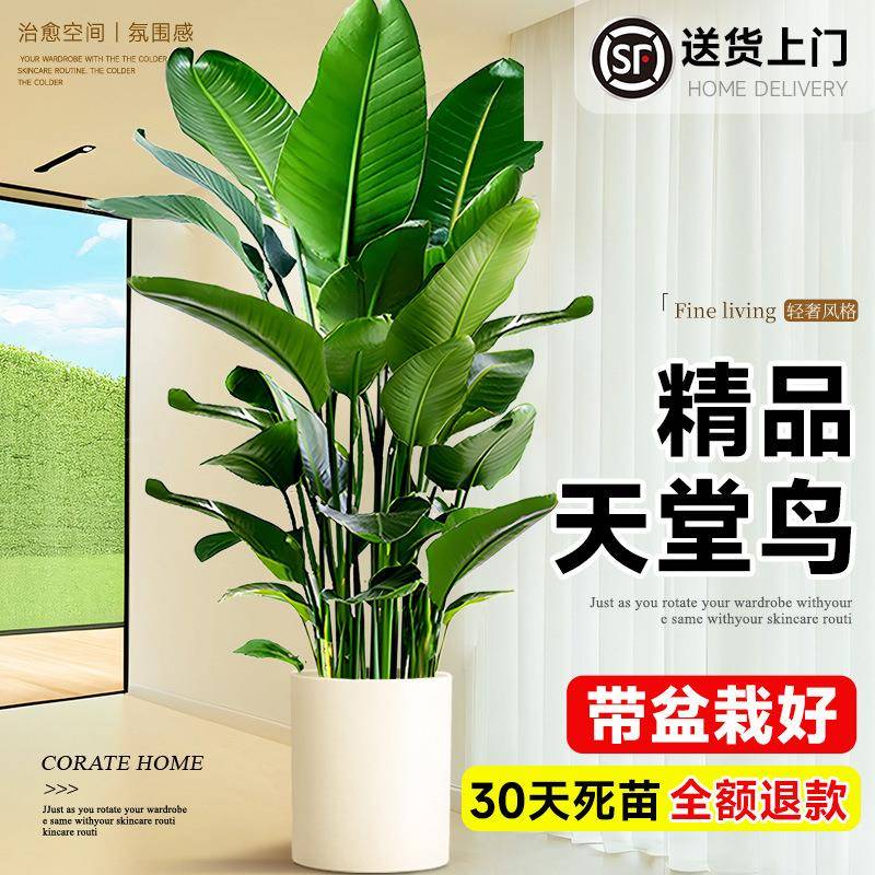 天堂鸟盆栽绿植室内大型客厅植物落地真树办公室大禄植花卉鹤望兰