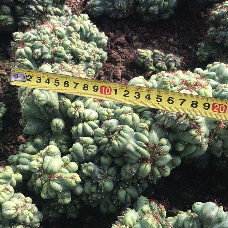 仙人掌罗汉山影拳状态好品相好防辐射多肉植物仙人球自根盆栽花卉