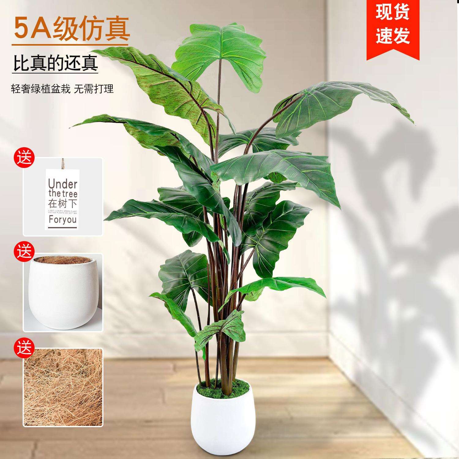 艺景天懒人工艺塑胶家居大型绿植仿真植物彩虹芋装饰盆栽家居装饰