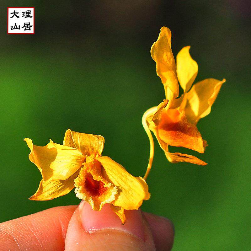 大理山居干鼓槌石斛花干 干燥花非铁皮石斛干石斛花石斛兰石斛花图片