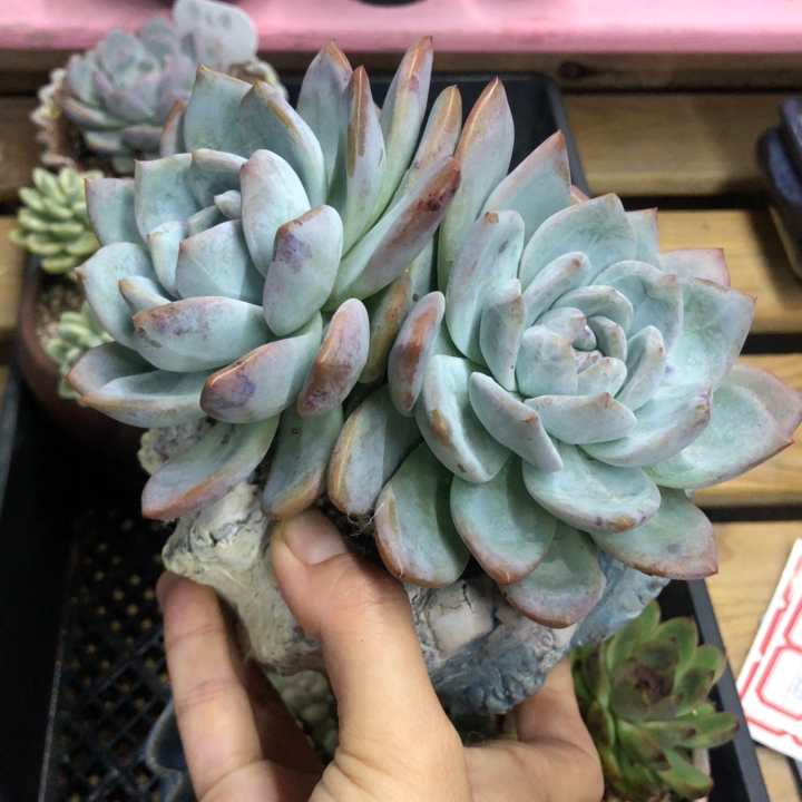 橙梦露多肉一物一拍老桩 价格 怎么样 图片