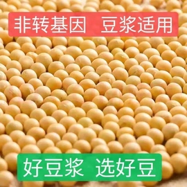 东北黑龙江新货黄豆，500g非转基因打豆浆农家，自种笨黄豆多规格