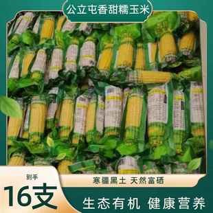 公立屯香甜糯玉米东北双鸭山软糯香甜真空营养早餐代餐鲜食玉米