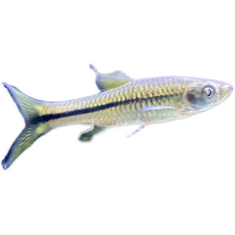 原生鱼南方波鱼溪流冷水淡水原生态观赏鱼原生缸草缸好养耐活群游,宠物/宠物食品及用品,桌面缸,淘宝优惠券,粉丝福利购,淘宝优惠卷