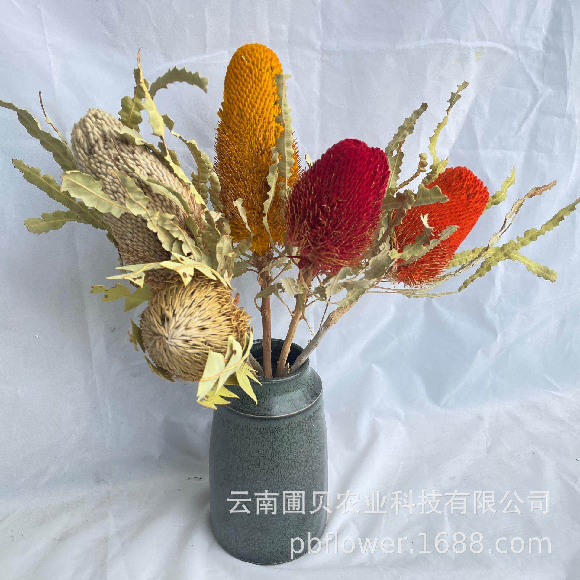 云南针垫干花北欧风家居装饰插花班克木干花森系自然干树枝