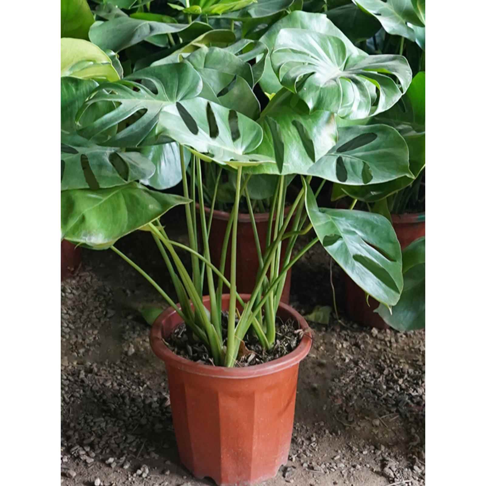 龟背竹植物室内客厅观叶盆栽四季常青净化空气好养可水养大叶绿植