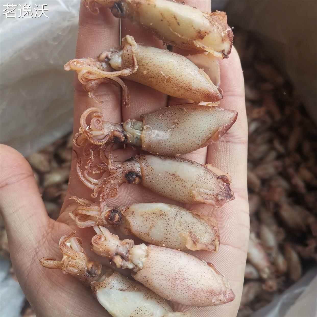 海兔干500g乌贼干笔管鱼干 干非籽乌小鱿鱼仔墨鱼干 干250g海鲜干