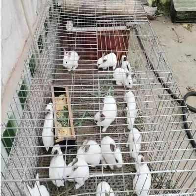 自制笼子材料鸟笼兔鸽子笼镀锌网鸡笼养殖网围栏网隔离铁丝网