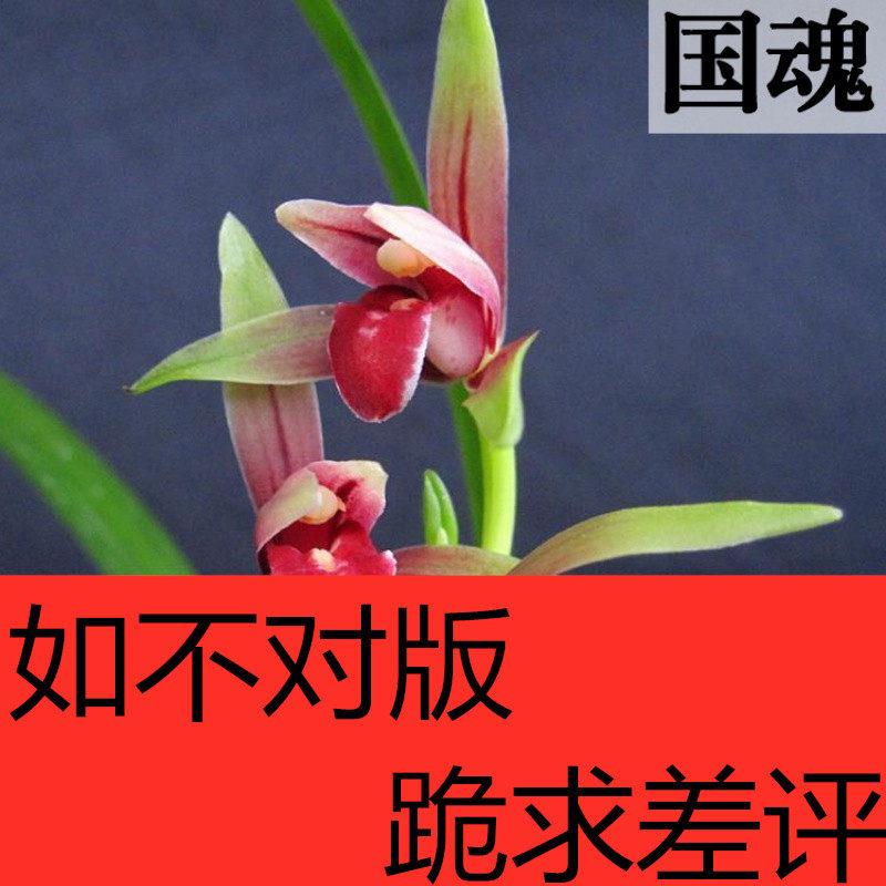 云南室内兰花苗自然栽培名贵建兰国魂带花苞浓香阳台花卉兰花盆栽